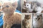Selkirk Rex Cat Breed Information - Kittens For Sale - Cat ...