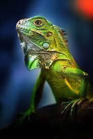 Green Iguana Bomm Green Flickr Lizard Green Iguana Iguana