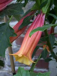 Both of these trumpet flowered shrubs are magnificent. How To Grow Brugmansia Angel S Trumpet Indoors Or Outdoors Dengarden