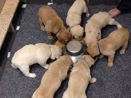 First Meal We Slowly Wean The Pups Of Mom S Milk With A Puppy Smoothie Weaning Puppies Puppies Dog Kennel Designs