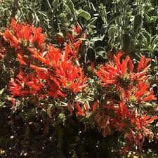 Image result for Dicliptera pumila
