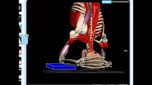 For many, janu sirsasana (head to knee pose) is an uncomfortable place to explore. Anatomy Ofsirsasana Pose Janu Sirsasana Yogaanatomy Net