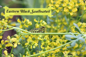 Black And Yellow Striped Caterpillar Michigan Adventures In Raising The Eastern Black Swallowtail Butterfly Butterfly Plants Plants Plant Guide