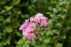 Natchez crepe myrtle trees are popular in the south and can even be grown in the north as bushes. Crepe Myrtle Or Lagerstroemia Indica Plant With Dark Green Leaves And Fully Open Pink Flowers Mixed With Closed Flower Buds Stock Photo Image Of Bronze Edges 139678366