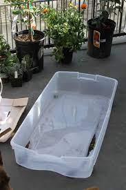 Pin By Jackie Piacente On Gardening Growing Spinach Growing Food Growing Lettuce