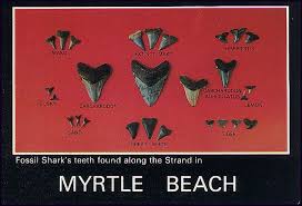 Postcard Fossil Sharks Teeth Myrtle Beach South Carolina