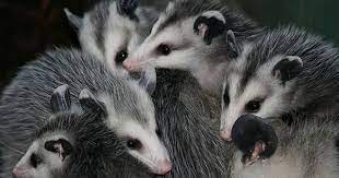 Possums Awesome Possum Pet Rats Possum