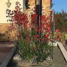 Image result for Anigozanthos