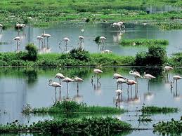 The truth is, the longer a retention pond or wetland exists, the more likely it is to create a nuisance which will eventually bring down property values. Land Or Wetland Haryana At A Crossroads Gurgaon News Times Of India