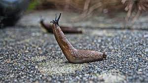 The animal kingdom is split into two groups: Are Slugs And Snails Insects Insect Cop