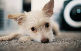 Here's one pictured on a dog's leg, again starting in the pink skin. Cancer In Dogs What Info Advice Should You Be Giving Pet Owners Petprofessional