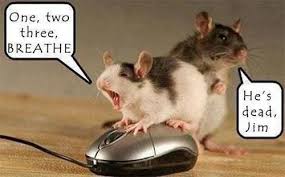 Pin By Christina Engelbart On Humor Funny Animal Quotes Funny Pictures Funny Mouse