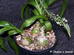 A wide variety of large bulbs flowers. Pregnant Onion Mother Plant Large Bulb Ornithogalum Longibracteatum