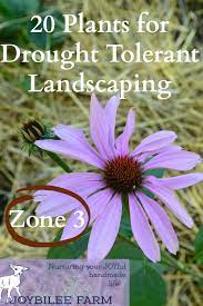 We did not find results for: 20 Drought Tolerant Plants For Your Zone 3 Garden Joybilee Farm Diy Herbs Gardening