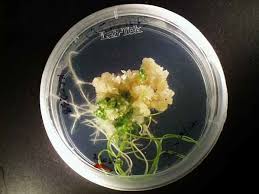 We did not find results for: How Is Tissue Culture Done Transformation 1 Plant Tissue Culture Passel