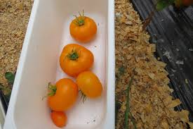 This year we reduced our prices on many items, added new items, and have added additional bulk items by the ounce and pounds! Table Of Tomatoes Containing Tetra Cis Lycopene Heritage Food Crops Research Trust