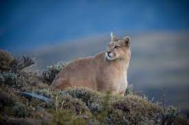 Chile Patagonian Puma Wildlife Photos Wildlife Puma