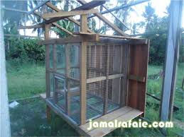Cara budidaya ayam hutan hijau menjadi salah satu peluang usaha yang cukup diminati dan dikembangkan. Ayam Oh Ayam Jamal Rafaie