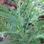 Image result for Chamaecrista nigricans