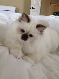 Ef9be661e3fd4166318b1265014e9644 Jpg 1 200 1 606 Pixels Cats Beautiful Cats Pretty Cats