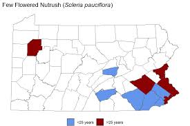 Image result for Scleria rehmannii