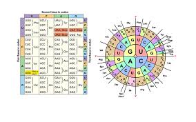 Dna transcription and translation worksheet answer key. Protein Synthesis Practice Using Codon Charts