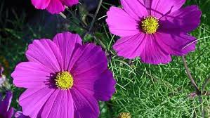 You can use them as cut flowers if you're growing them in your home. 15 Fast Growing Flowers For A Cutting Garden This Old House
