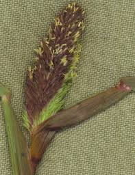 Image result for Crypsis schoenoides