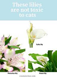 The Pretty Flower That Could Kill Your Cat Types Of Lilies Toxic Plants For Cats Peruvian Lilies