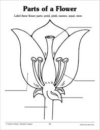 Parts Of A Flower Worksheets 4th Grade Parts Of A Flower Plants Worksheets Plant Lessons