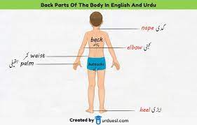 Learning the body parts can help broaden children's learning experience. Parts Of Body Names In English And Urdu With Pictures Download Pdf