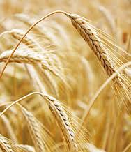 Boone hall plantation is located in south carolina. Wheat Crop Cultivation Guide Wheat Cultivation Indiaagronet