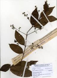 Image result for Pouchetia