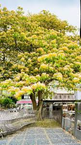 Image result for Crateva