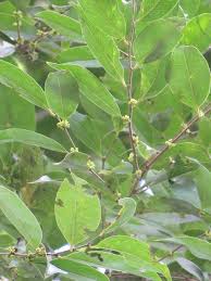 Image result for Chaetocarpus