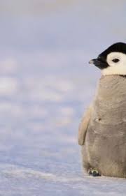 Fentoncrackshellcrabra Stories