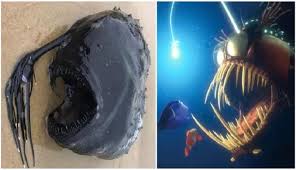 Did you know that each character in the movie is based on a real life fish! Monstrous Deep Sea Fish With Light From Finding Nemo Washes Up On The Beach Afrinik