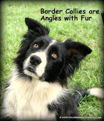 So Blessed To Now How My Own Border Collie Angel Watching Over Me Angels With Fur Fur Sure Collie Dog Collie Border Collie Puppies