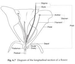 Each part of the reproductive system works in synergy with the other to provide the ideal setting for a new life. Sexual Reproduction In Flowering Plants With Diagram