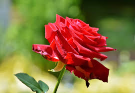 We did not find results for: Fay3 ØµÙˆØ± ÙˆØ±Ø¯ ÙˆØ±ÙˆØ¯ Roses Ø­Ø¨ Love Ø¨Ù†Ø§Øª Girls Ø¹Ø§Ù„ÙŠØ© Ø§Ù„ÙˆØ¶ÙˆØ­ 544