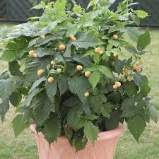 The fall gold raspberry is uniquely colored yellow, a very rare color for raspberries, and is actually a mutation selection that arose from a red raspberry cross. Raspberry Summer Lovers Patio Gold Dobies