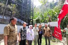 No usahaku untuk ikut melestarikan elang jawa 1 menyadarkan masyarakat untuk tidak berburu elang jawa 2 3 4 5 6 7 8 9 10. Gandeng Taman Safari Hino Indonesia Turut Melestarikan Populasi Elang Jawa Gridoto Com