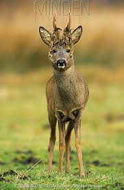 Image result for roe deer