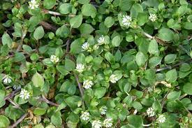 Maybe you would like to learn more about one of these? Name That Weed Common Weeds That Could Be Growing In Your Lawn Bluegrass Lawncare