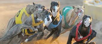 How to bet on dog races. Off Track Betting Bet Saratoga Horse Racing Online