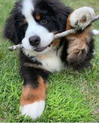 Instagram Da Dogsofinstaworld Sent By Eddytheberner Dogsofinstaworld Dogs Dog Sitting Dog Photography