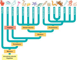 Image result for Phyla