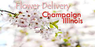 Our store also offers grooming, training, adoptions, veterinary and curbside pickup. The 5 Best Options For Flower Delivery In Champaign Illinois 2021