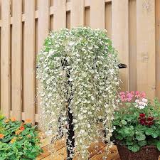 Image result for Dichondra