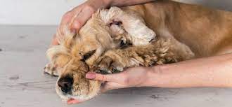 sobaku rvet zhelchyu ajbolit plyus set veterinarnyh klinik